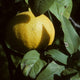 Close-up of a yellow-green bergamot fruit hanging on a tree branch, surrounded by dark green leaves