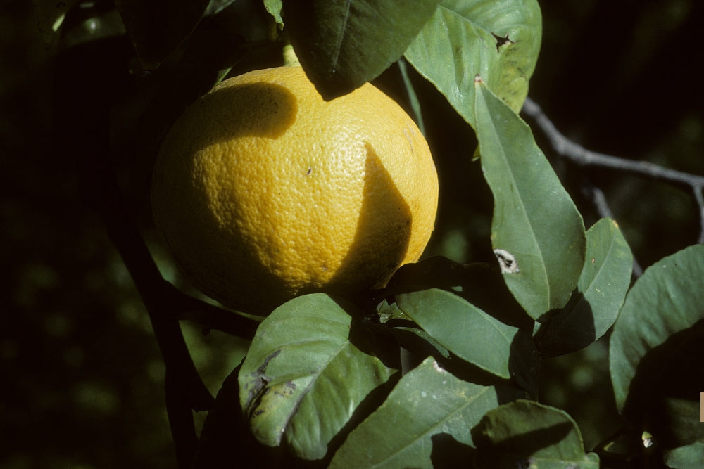 Close-up of a yellow-green bergamot fruit hanging on a tree branch, surrounded by dark green leaves