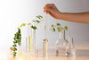 Perfume making process with blending fragrance oils and scents